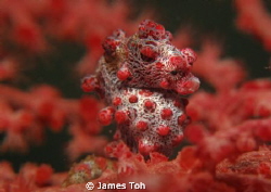 Pygmy seahorse (Hippocampus bargibanti) in its natural ha... by James Toh 
